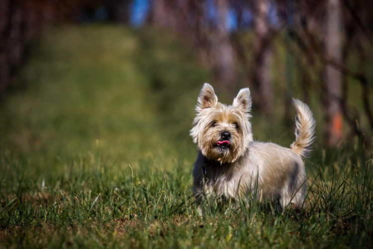 Today, I did some shots of the Klinefelter dogs.  They are a diverse group of small dogs, with big personalities.  Here are some of the shots.  They live on a farm, and have all the space any dog could ever want.  Check out their page here: Elk Island Winery.  A few of the photos on […]